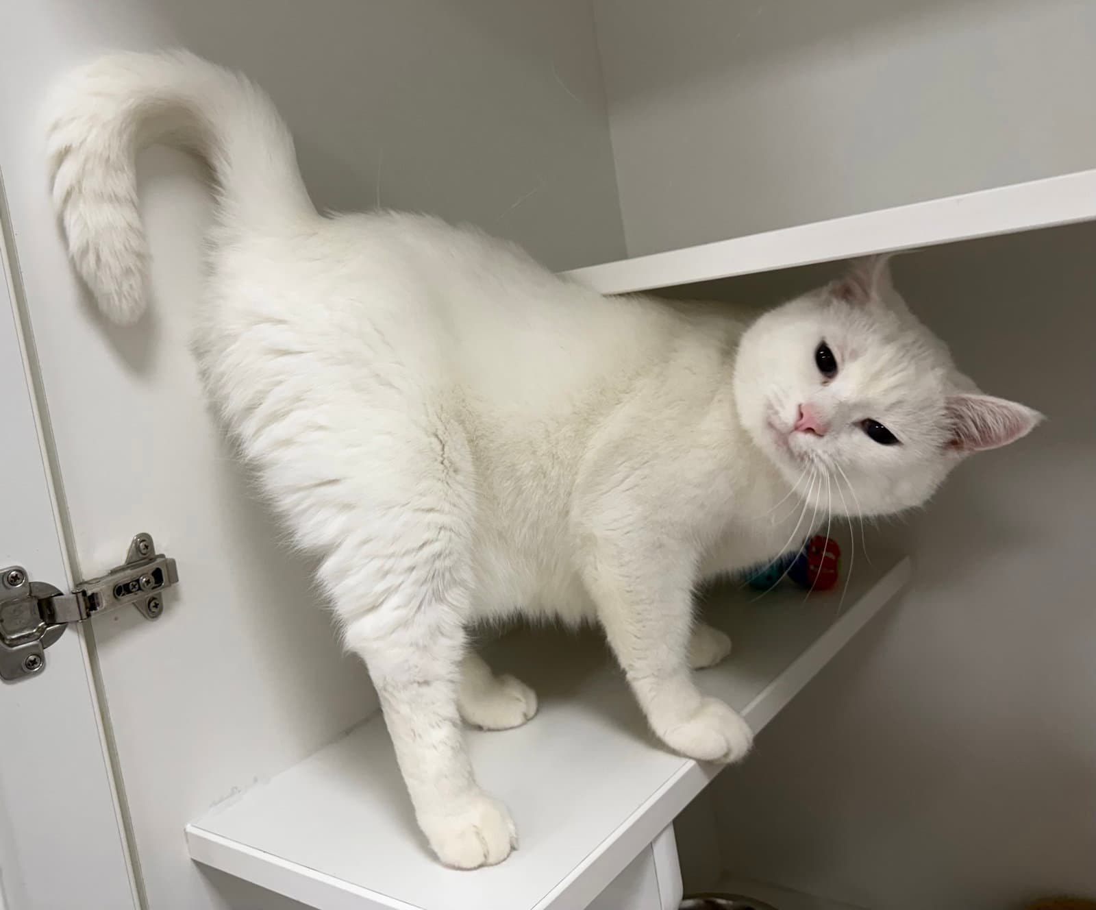 Casper Ridley - Domestic Short Hair