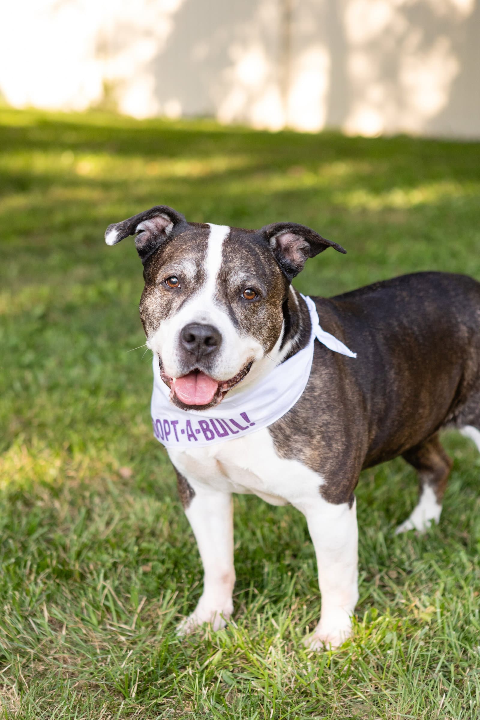 Doula - American Staffordshire Terrier