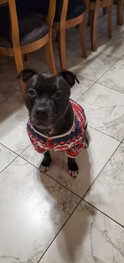 Puppy image 4