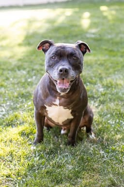 Puppy image 1