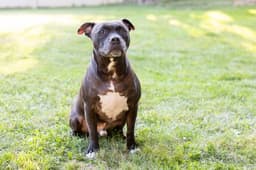 Puppy image 2