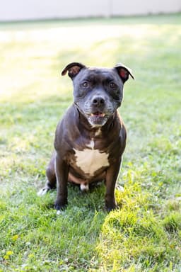 Puppy image 3