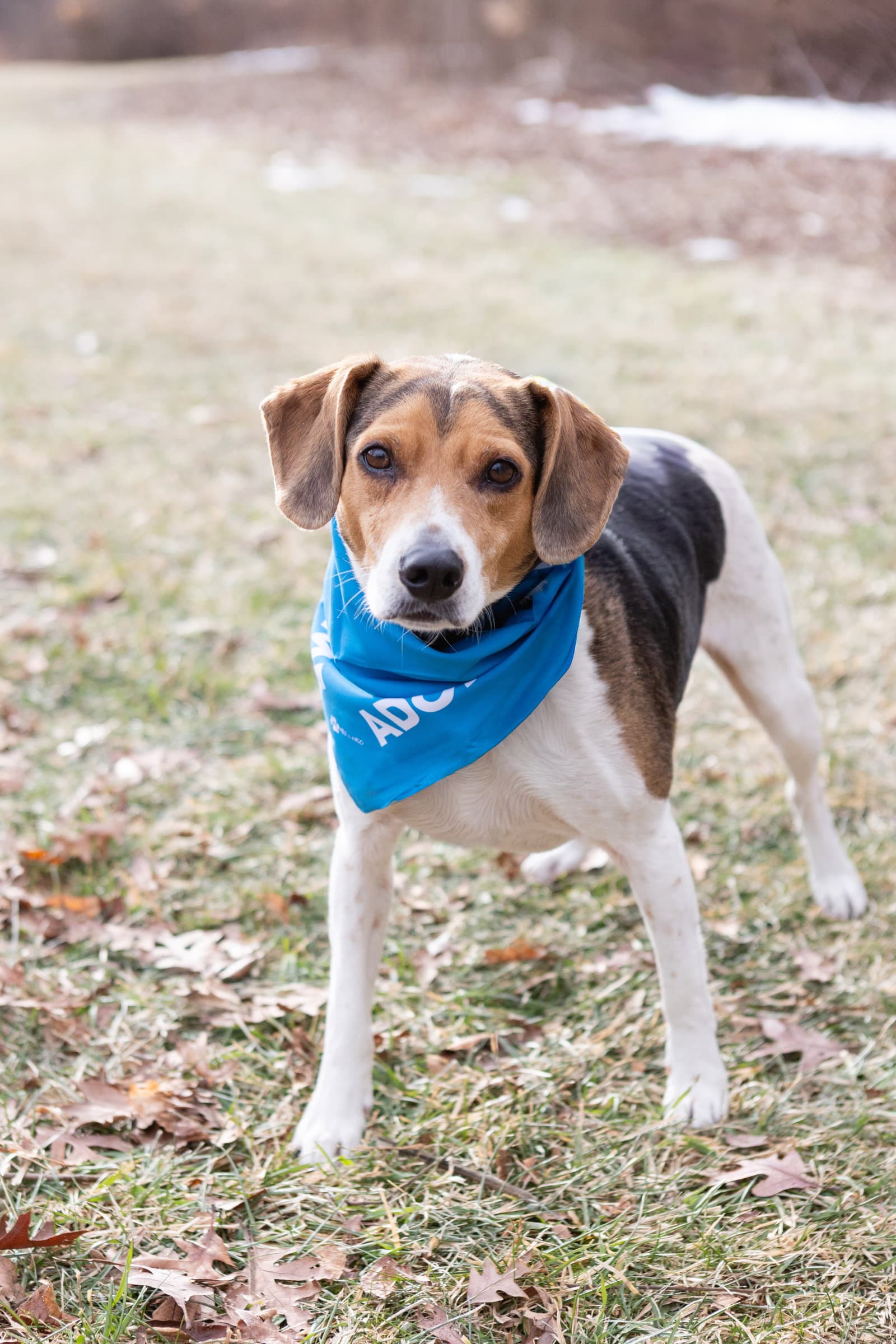 Blue - Beagle