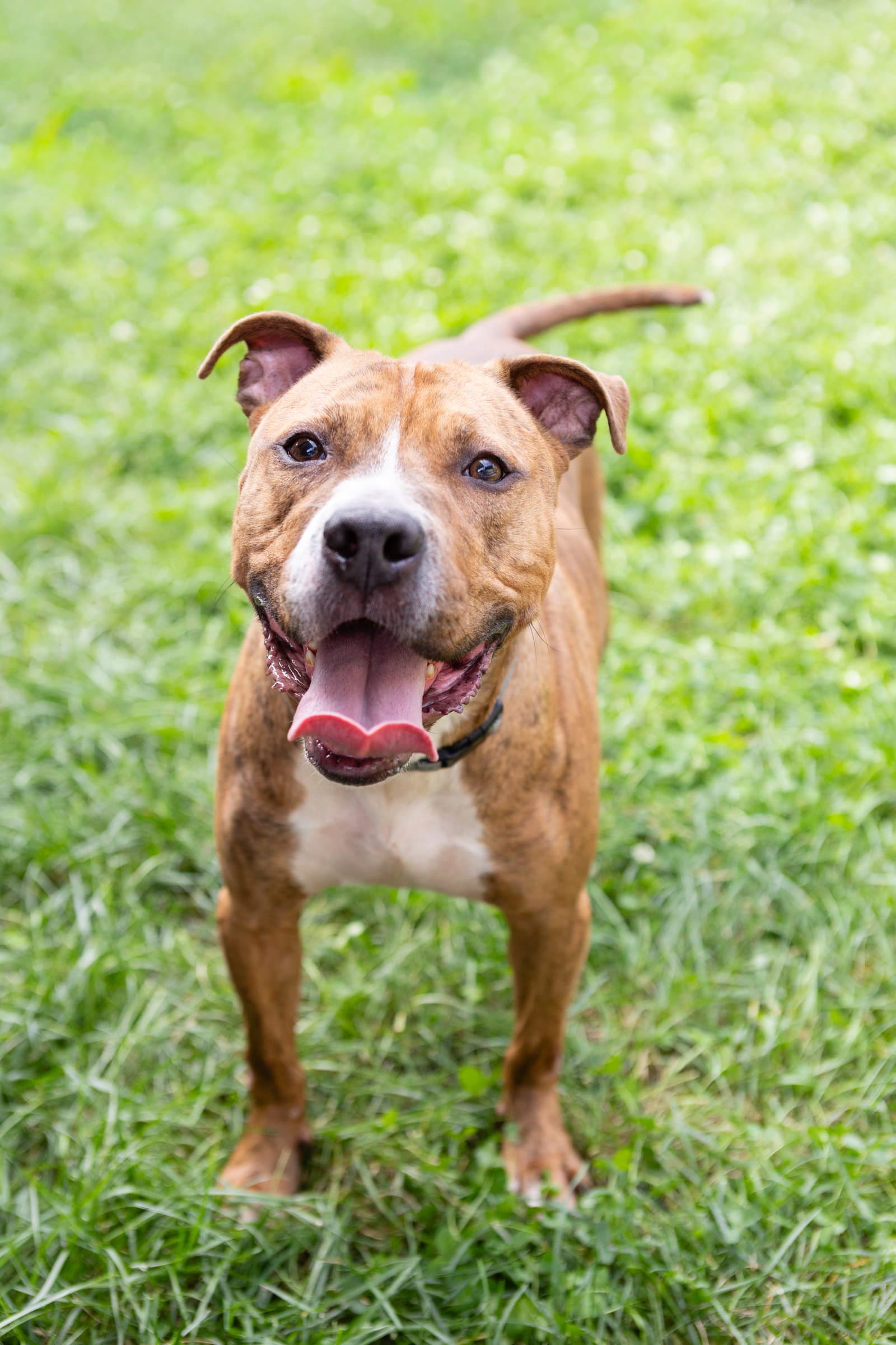 Raphael - Pit Bull Terrier