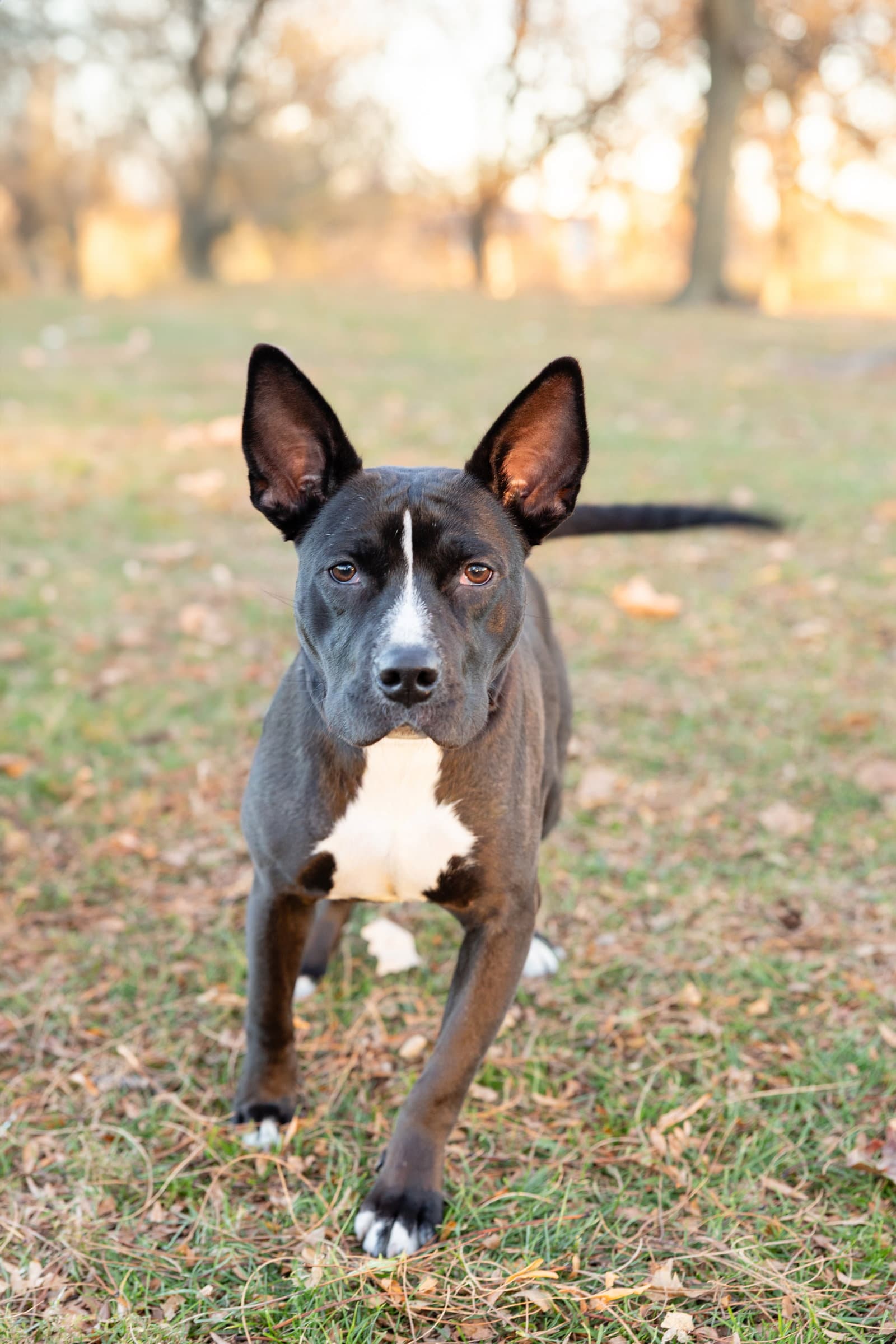Banderita - Pit Bull Terrier