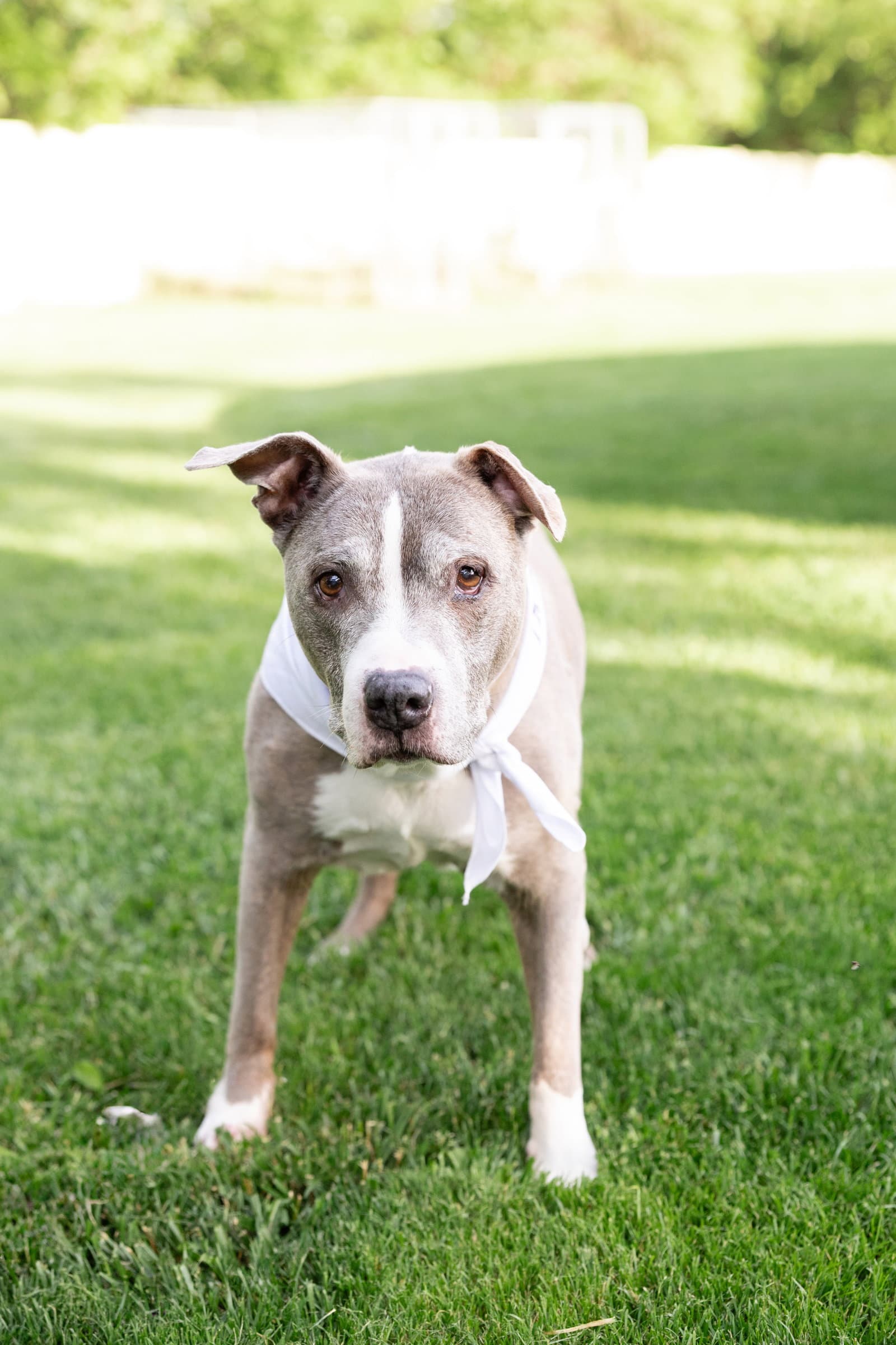 Betty Boop - Pit Bull Terrier