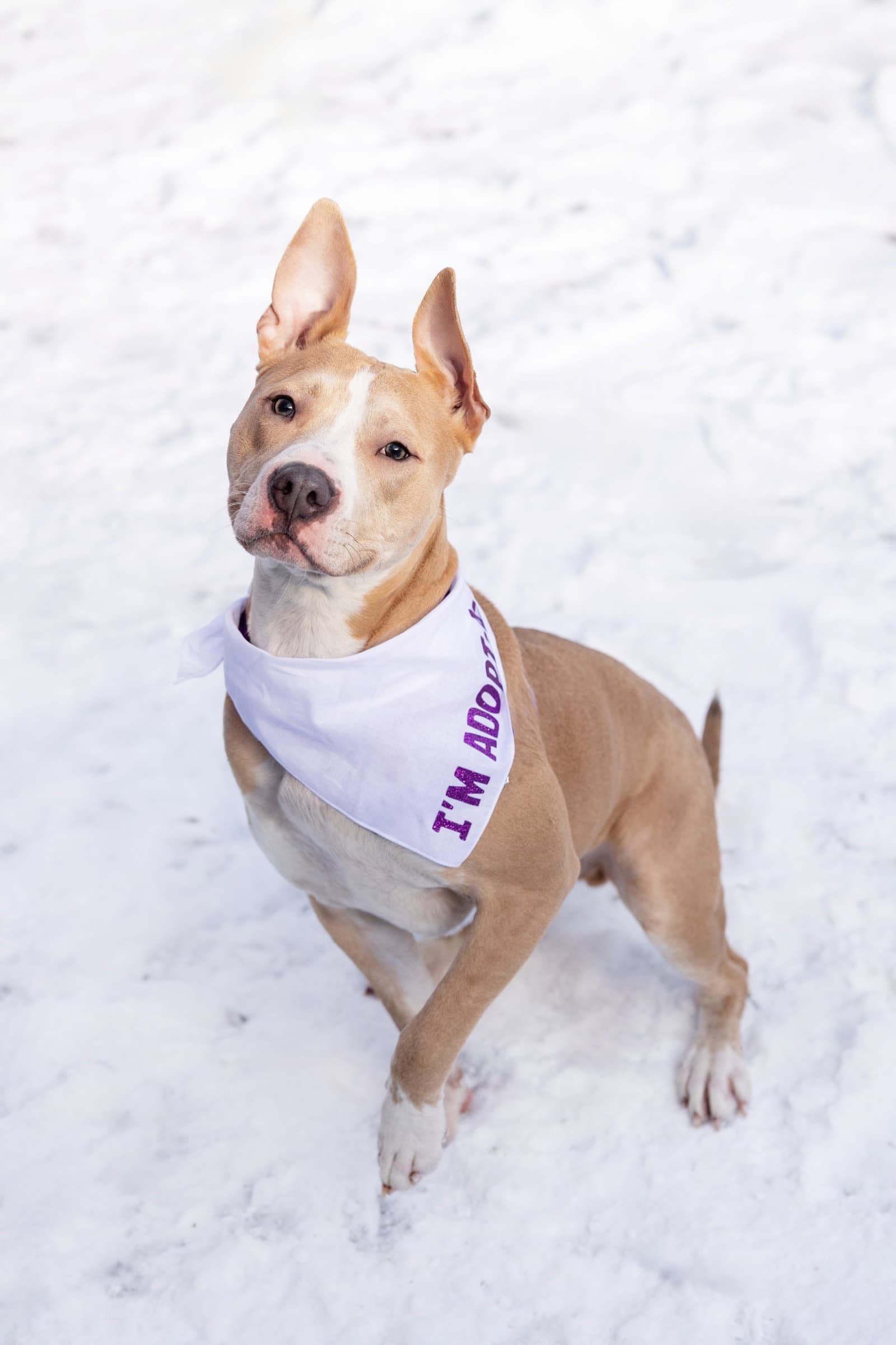 Radar - Pit Bull Terrier