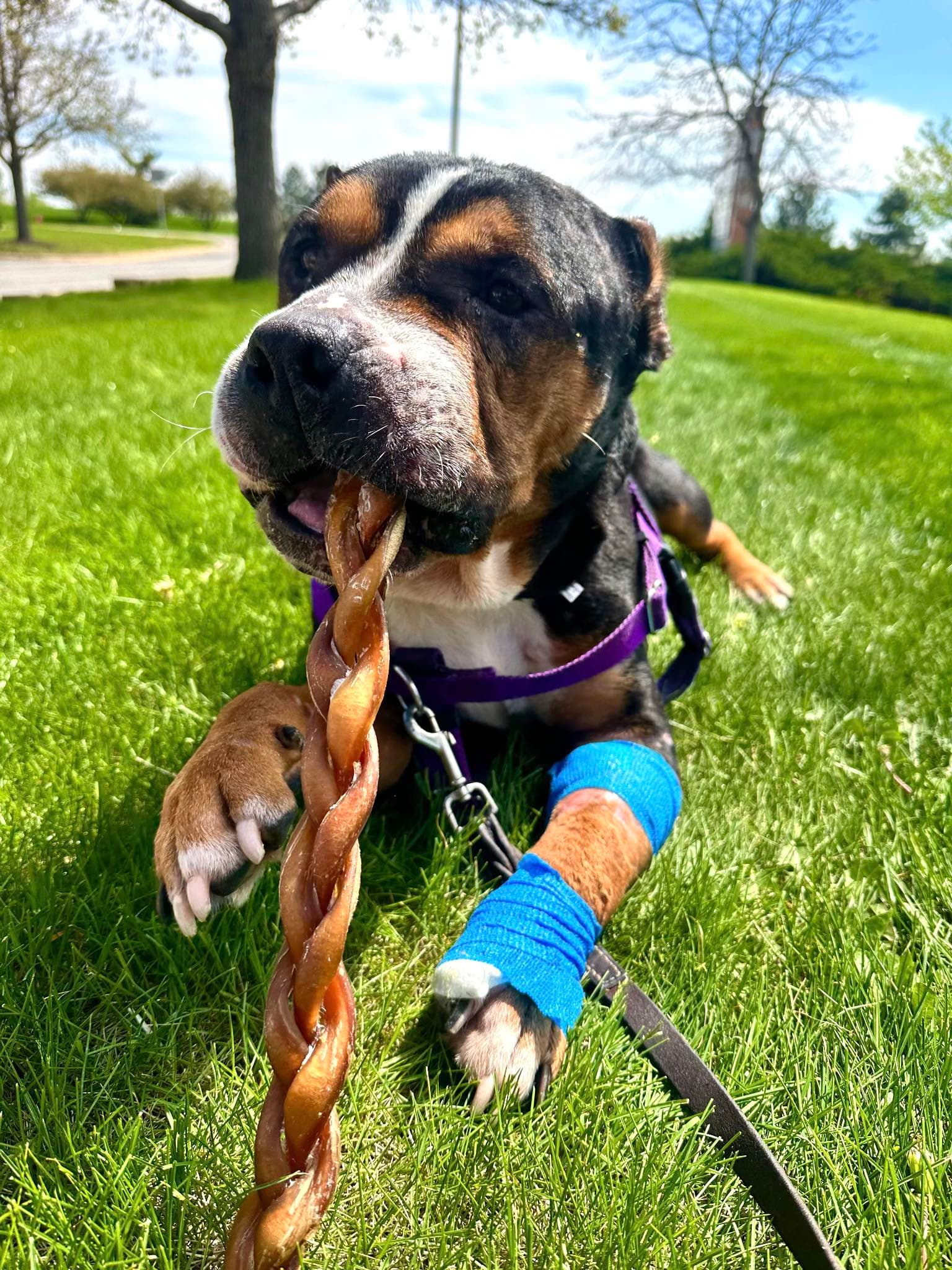 Mila - Pit Bull Terrier