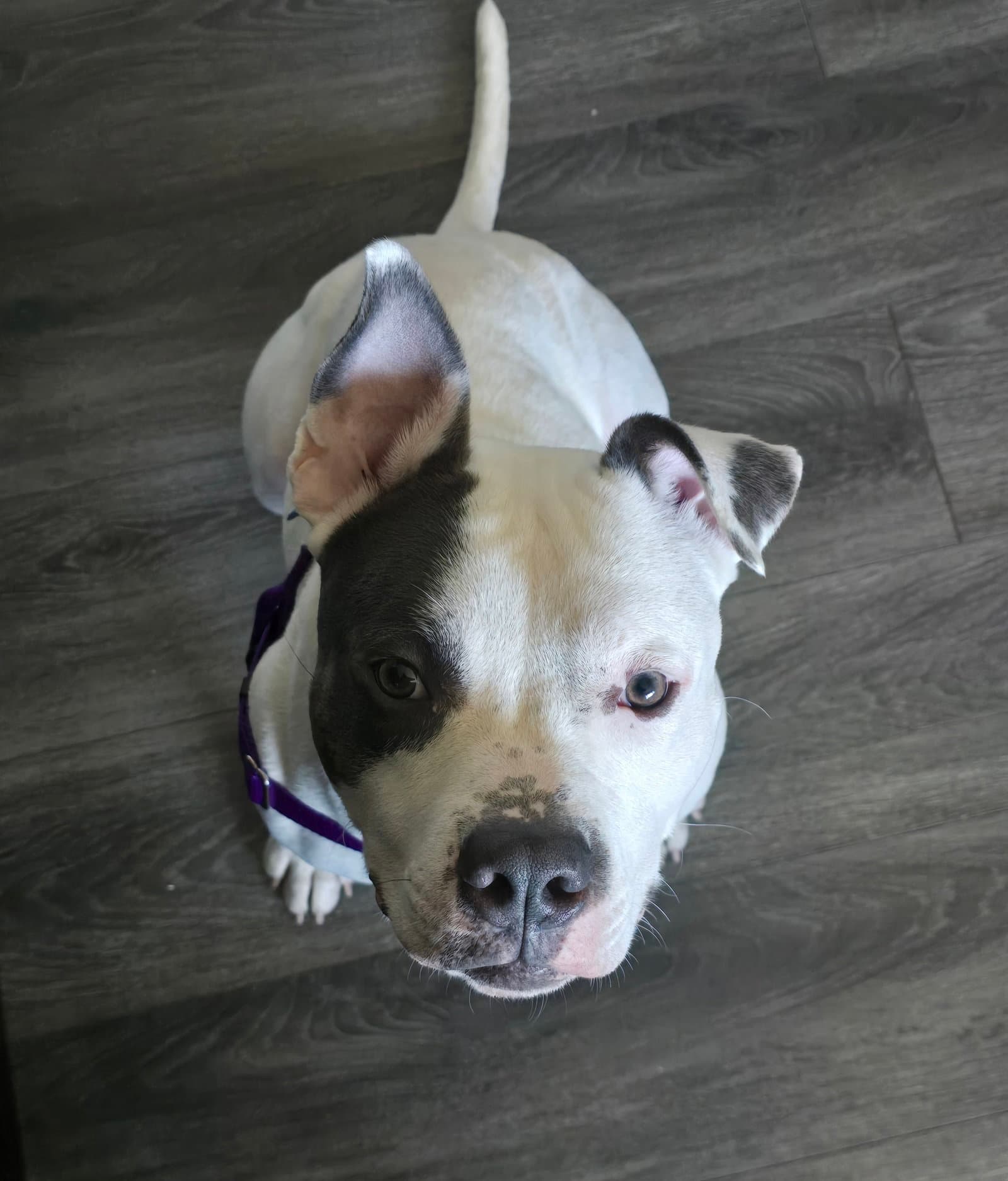 Corbin - Pit Bull Terrier