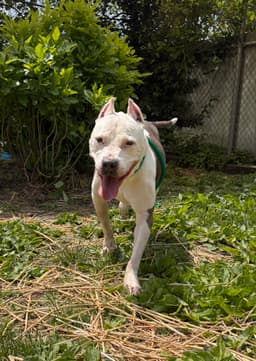 Paloma image 2