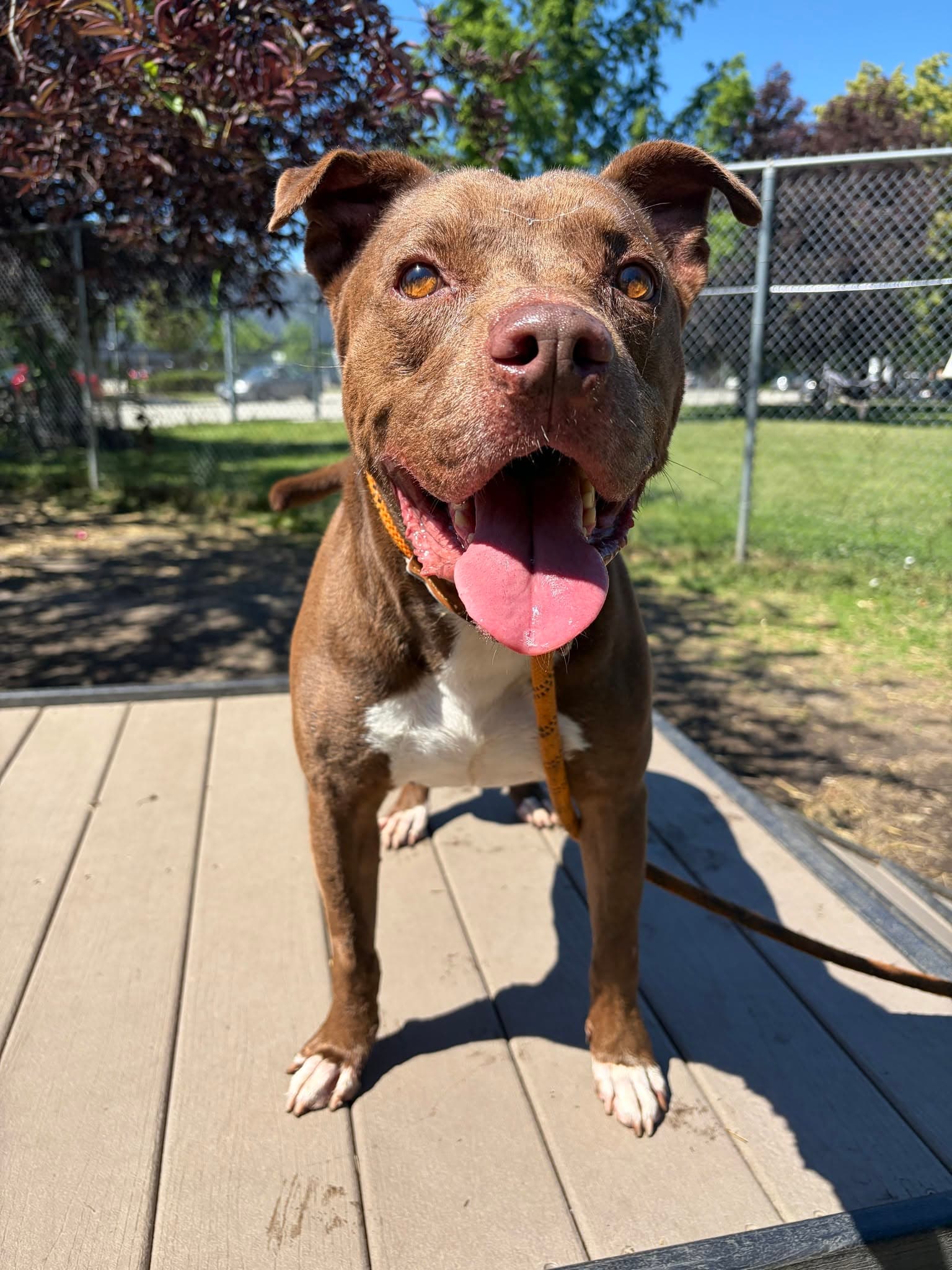 Cornell - Pit Bull Terrier