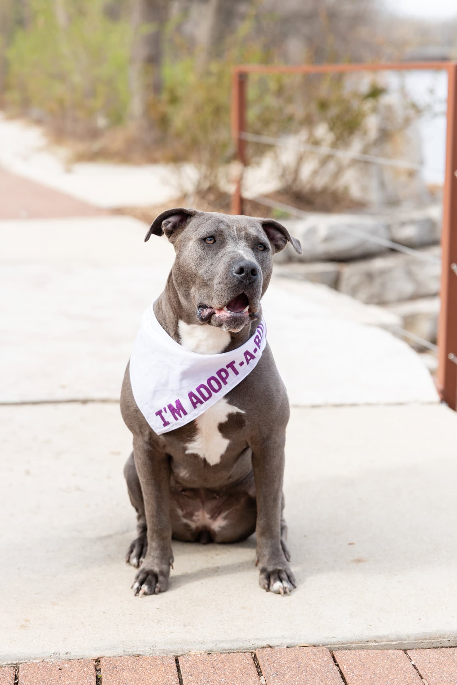 Nerida - Pit Bull Terrier