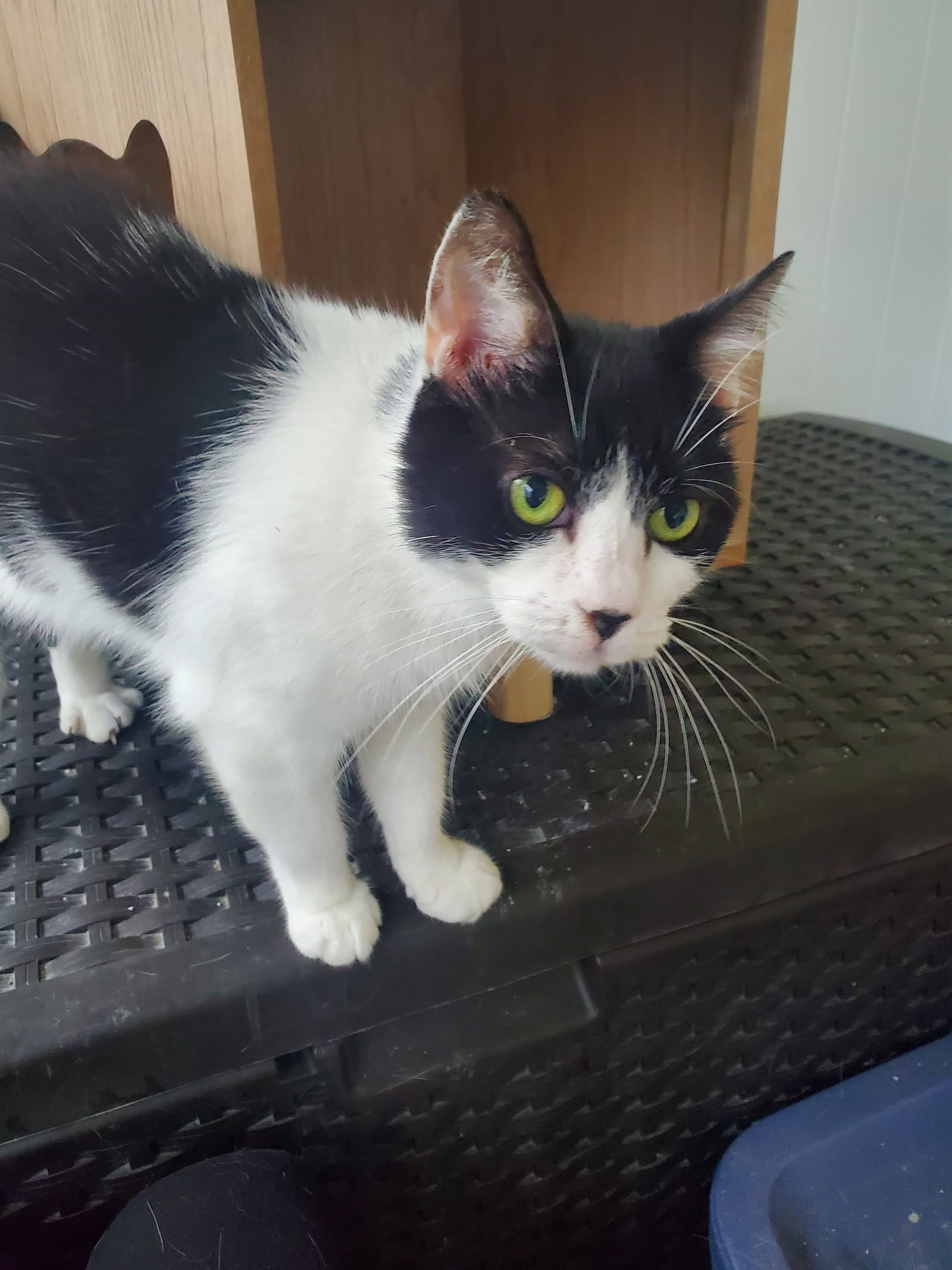 Cookie - Domestic Short Hair