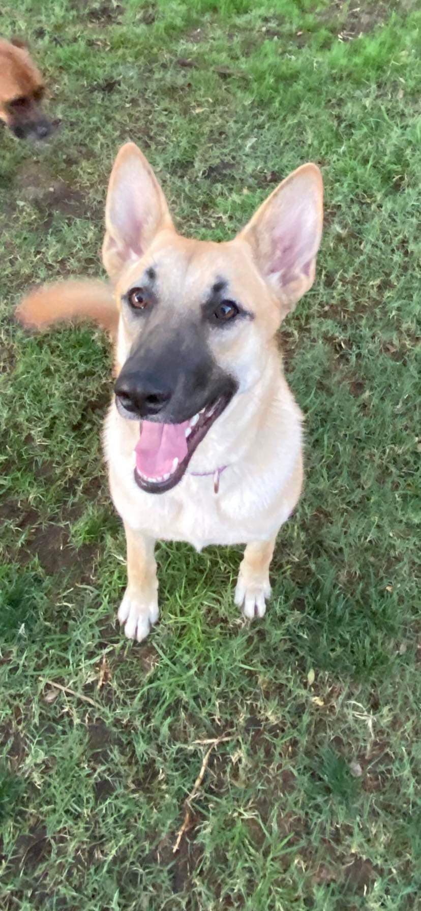 Leia - German Shepherd Dog