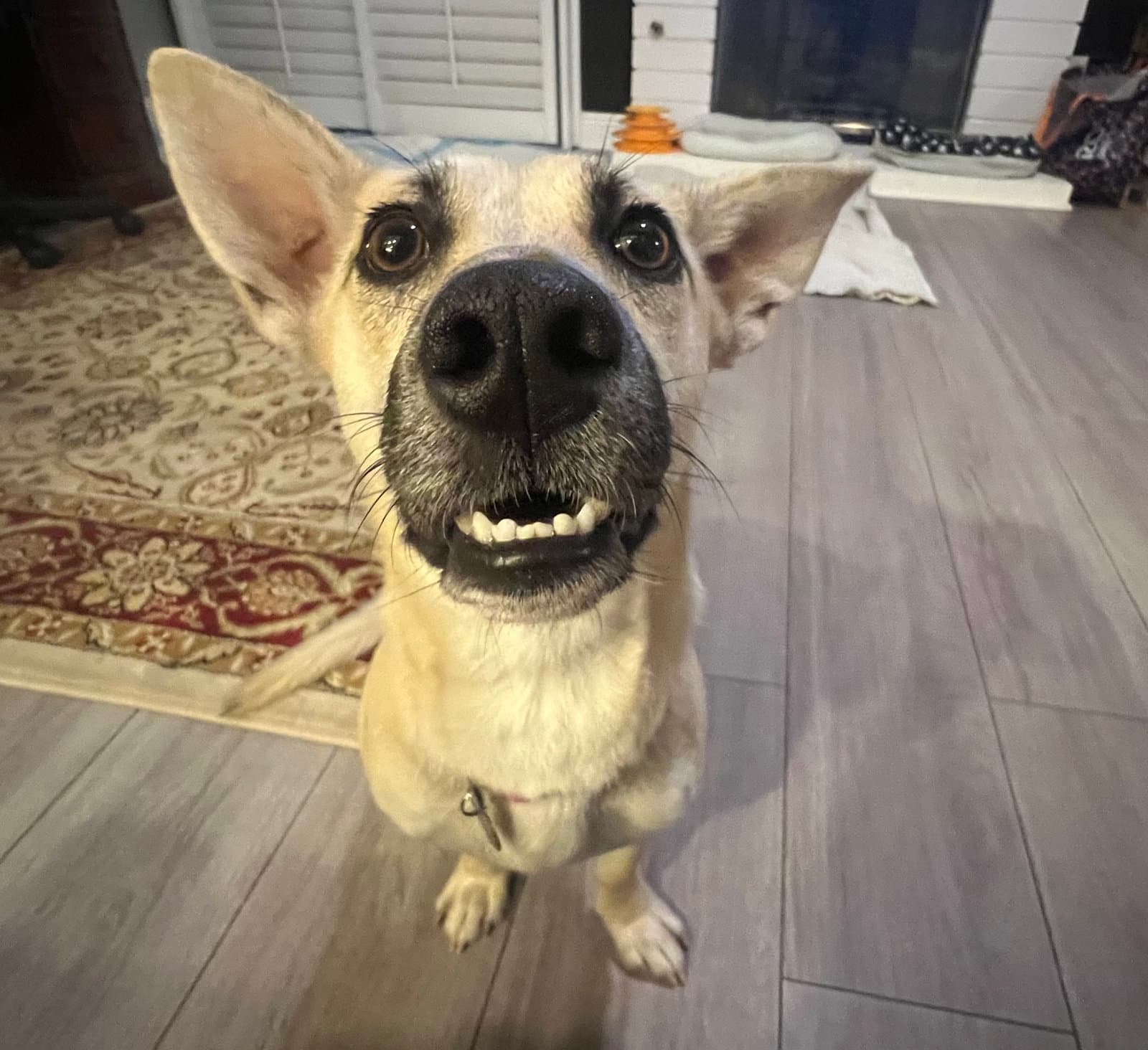Indie Harper From Devore - Dachshund