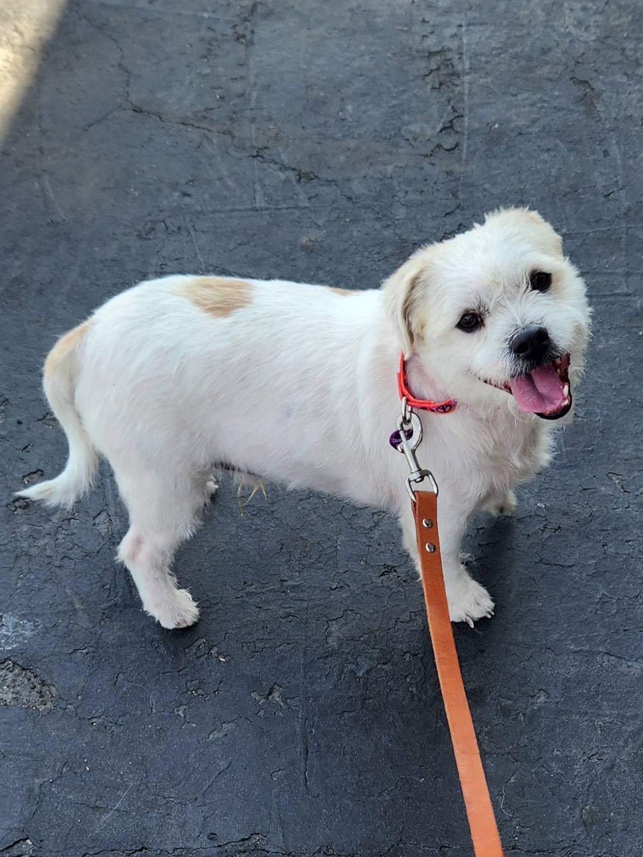 Chai - Shih Tzu