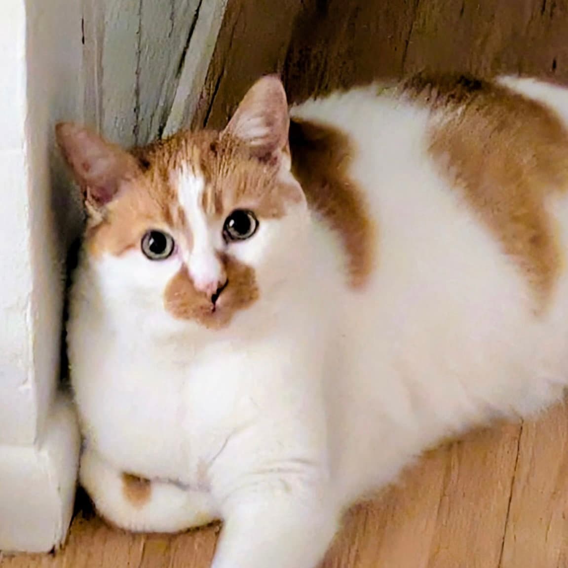 Caz - Domestic Short Hair