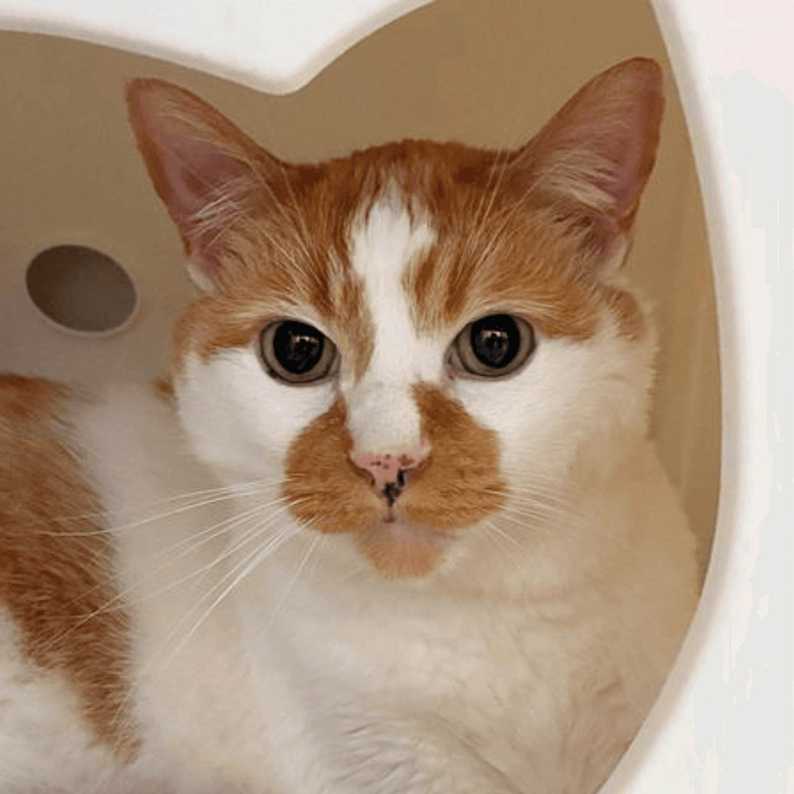 Caz - Domestic Short Hair