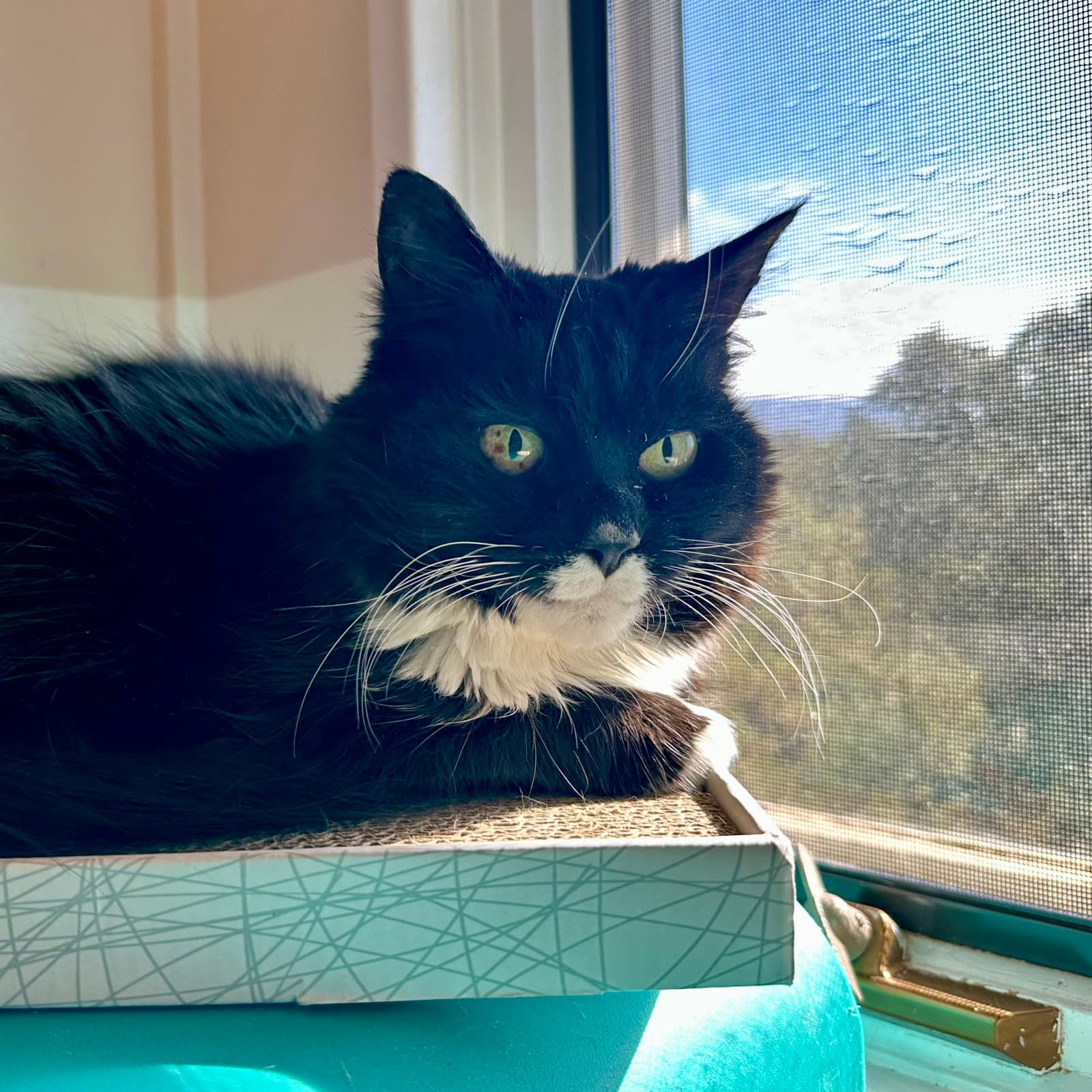 Raisin Permanent Foster - Domestic Medium Hair