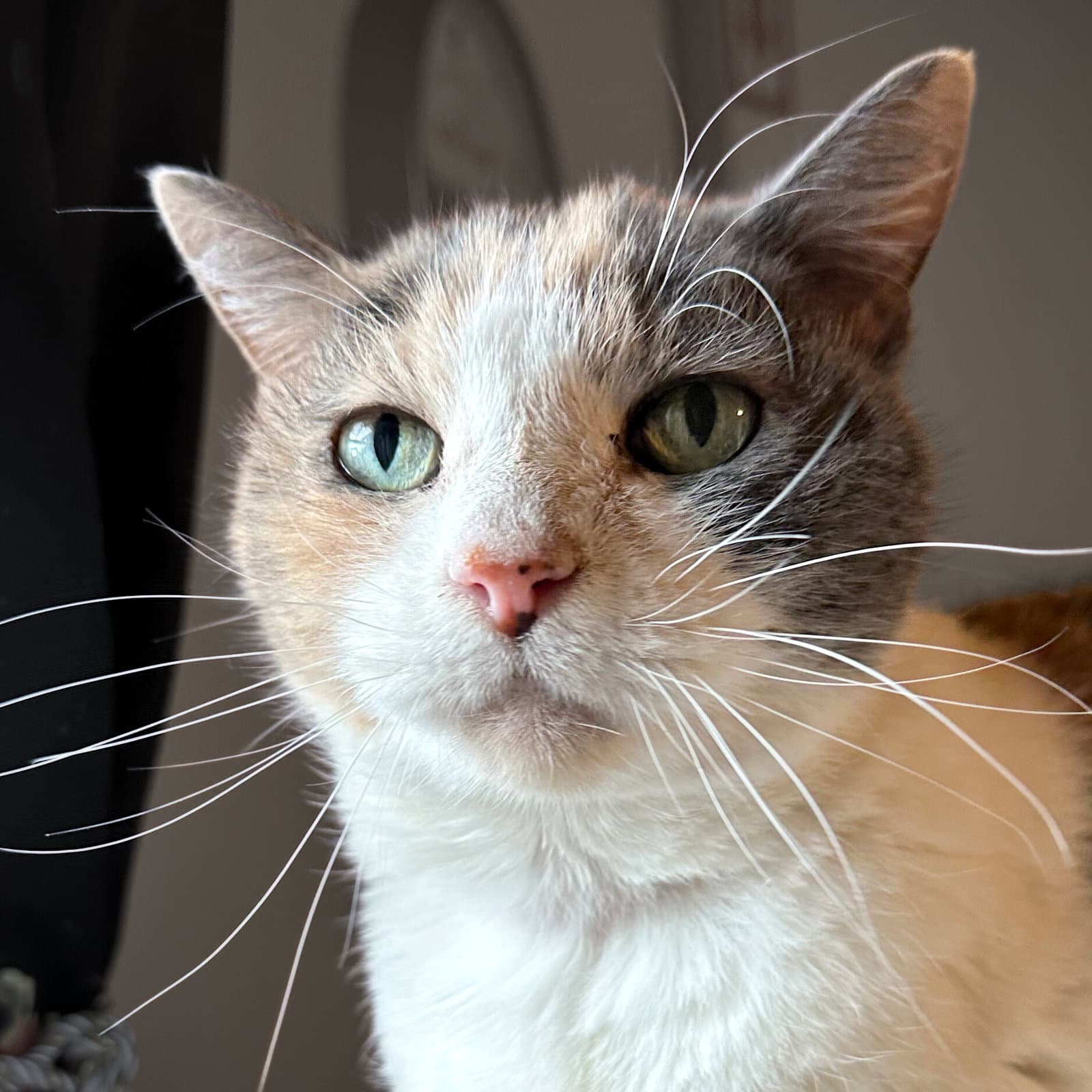 Kitty Kiki Permanent Foster - Domestic Short Hair
