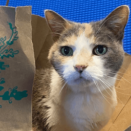 Kitty Kiki Permanent Foster image 2
