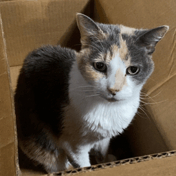 Kitty Kiki Permanent Foster image 3