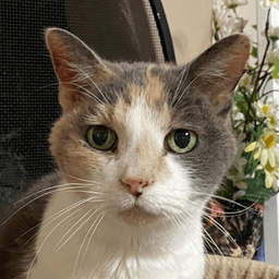 Kitty Kiki Permanent Foster image 4