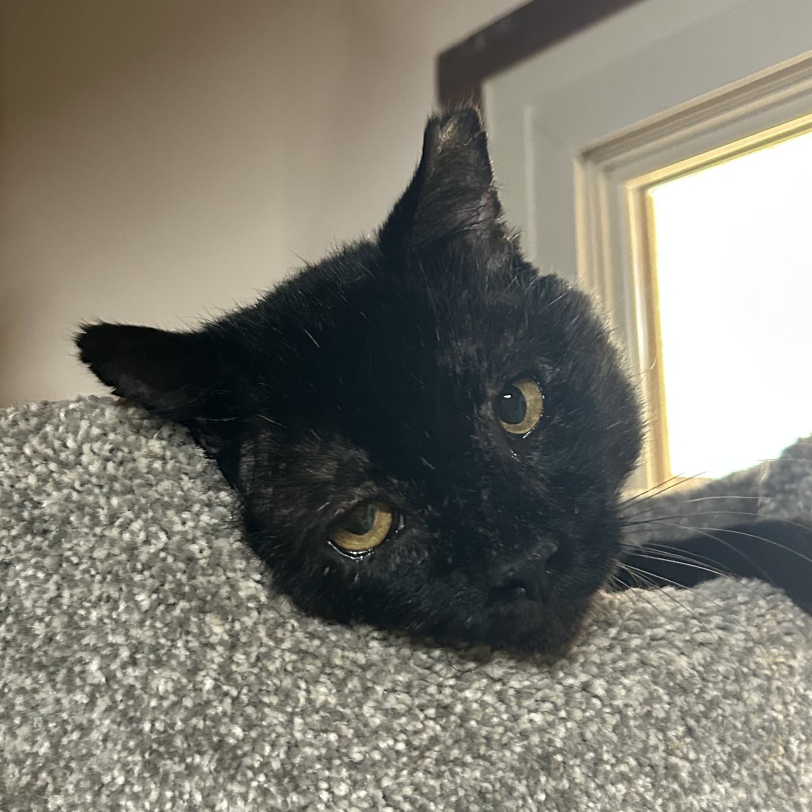 Filbert And Jem - Domestic Short Hair