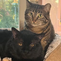 Filbert And Jem image 3