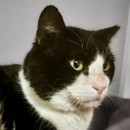 Sylvester image 2