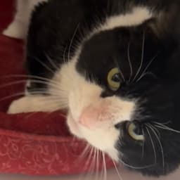 Sylvester image 3