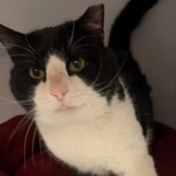 Sylvester image 4