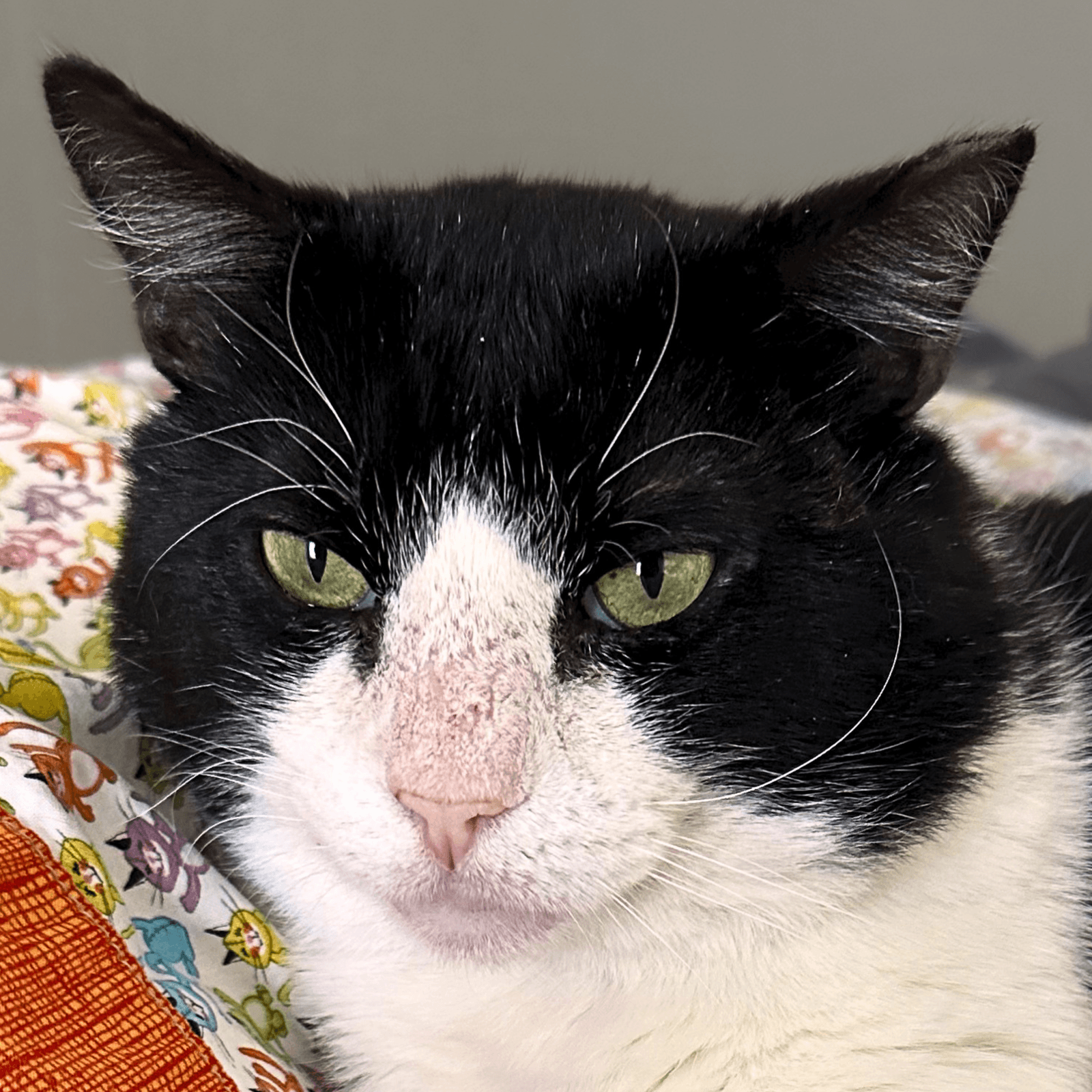 Sylvester - Domestic Short Hair