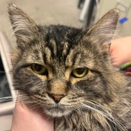 Rufio image 1