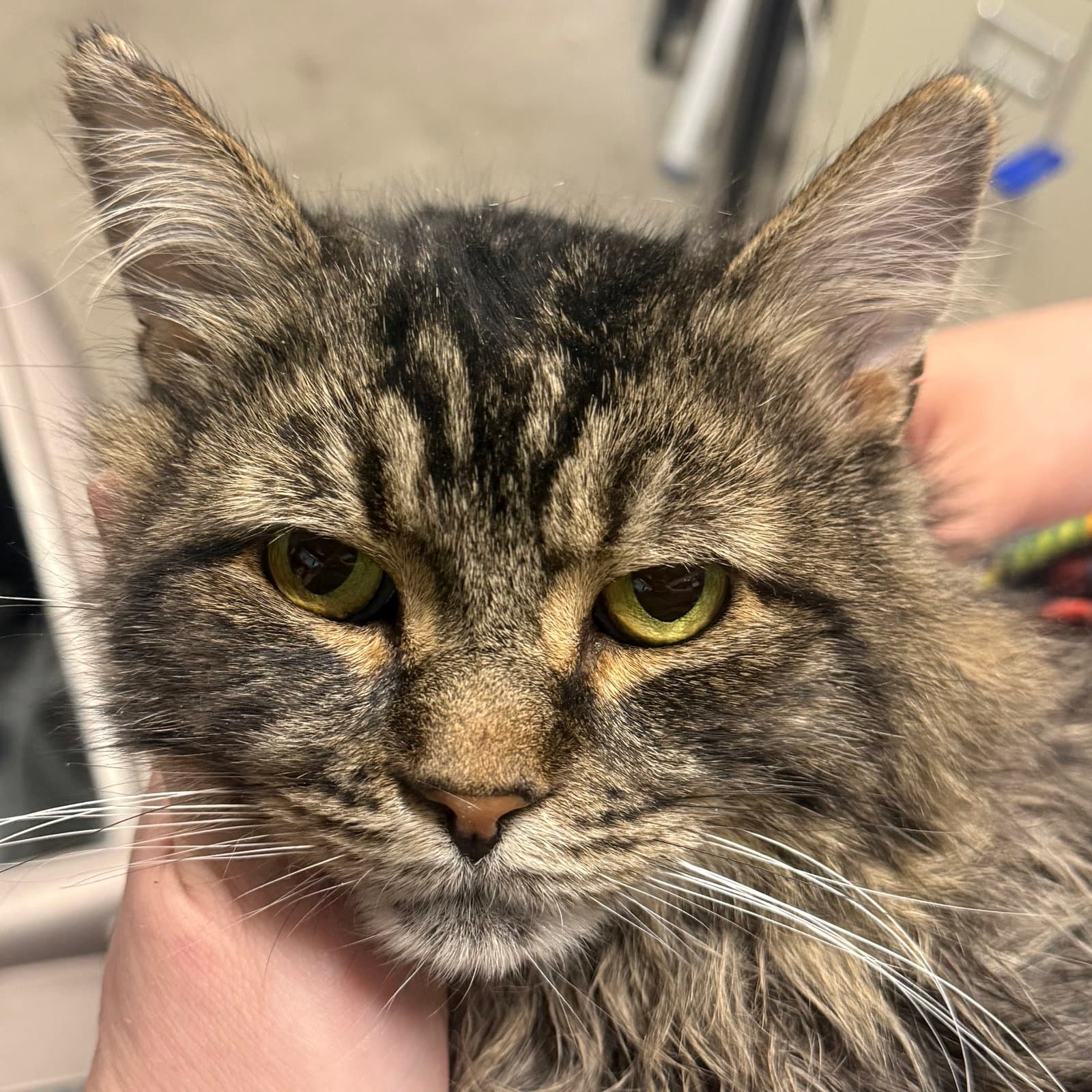 Rufio - Domestic Medium Hair
