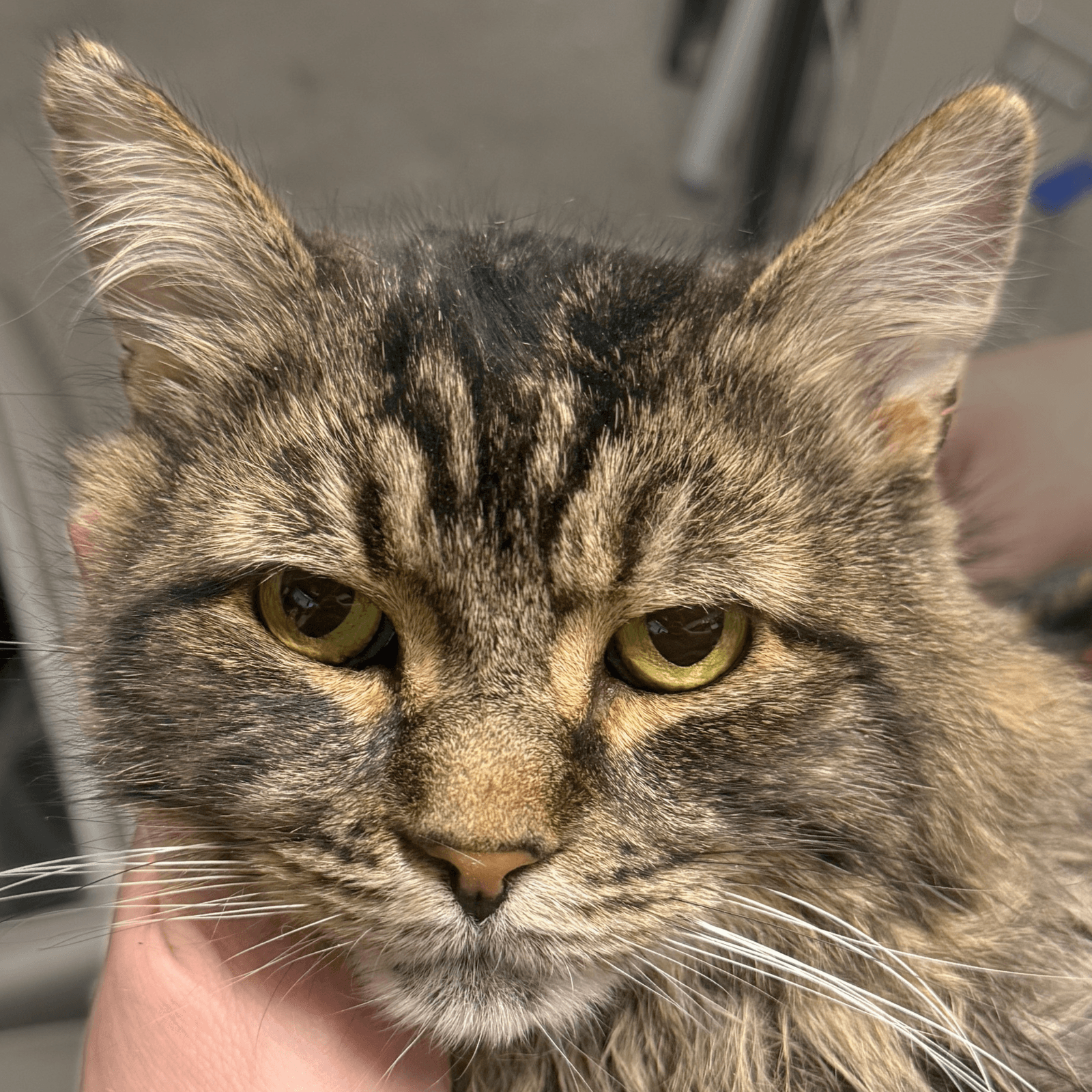 Rufio - Domestic Medium Hair