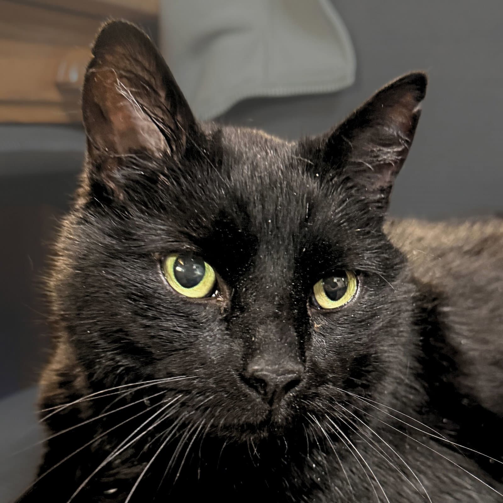 Thor - Domestic Medium Hair