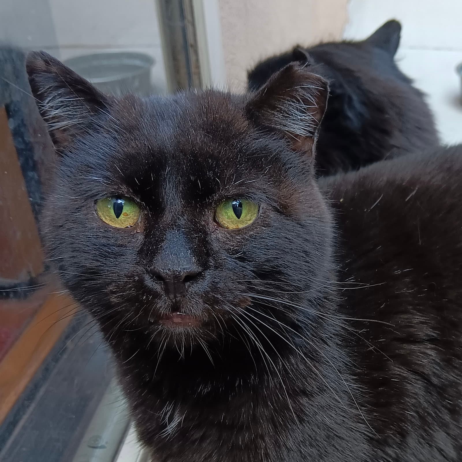 Long Legs And Streak - Domestic Short Hair
