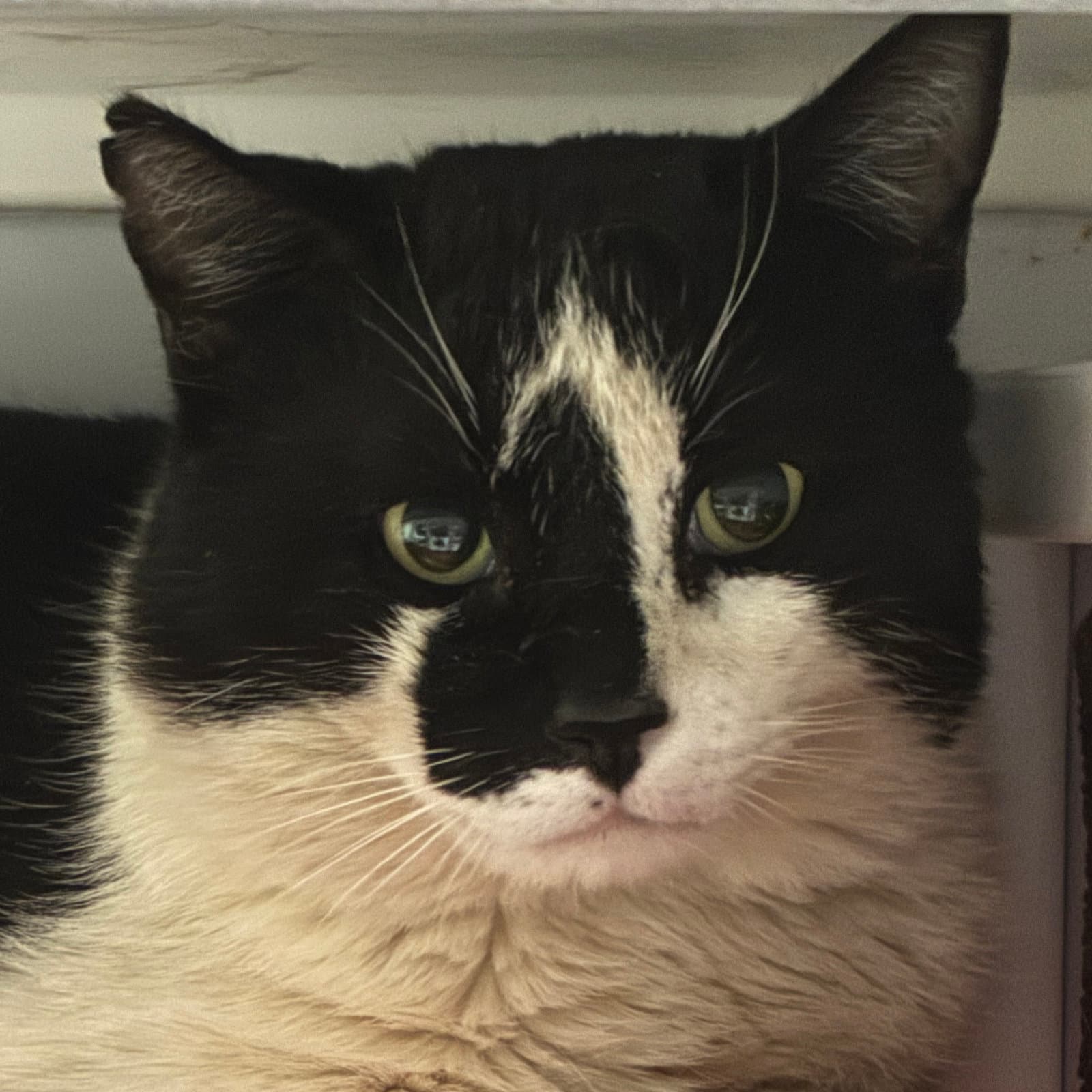 Rorschach - Domestic Short Hair