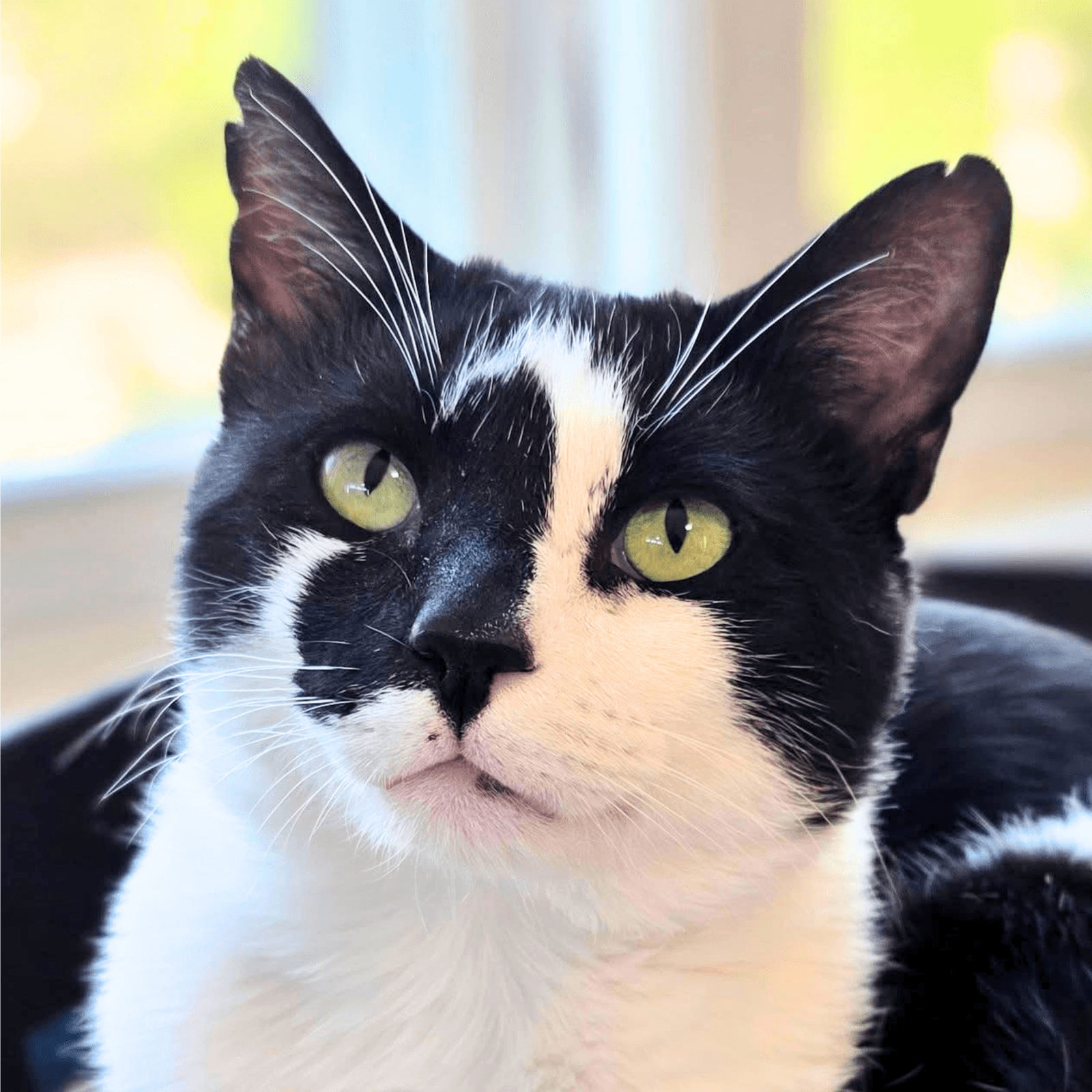 Rorschach - Domestic Short Hair
