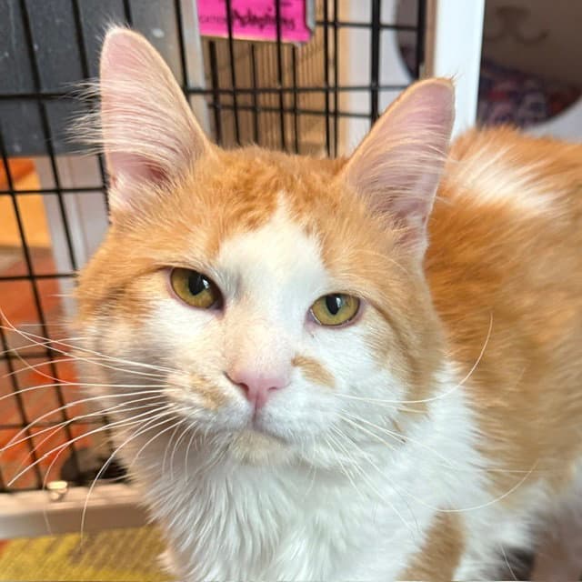 Thackery - Domestic Medium Hair