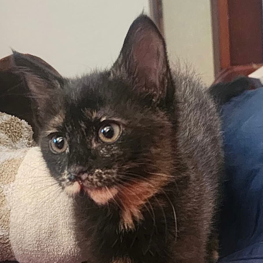 Salted Licorice - Domestic Short Hair