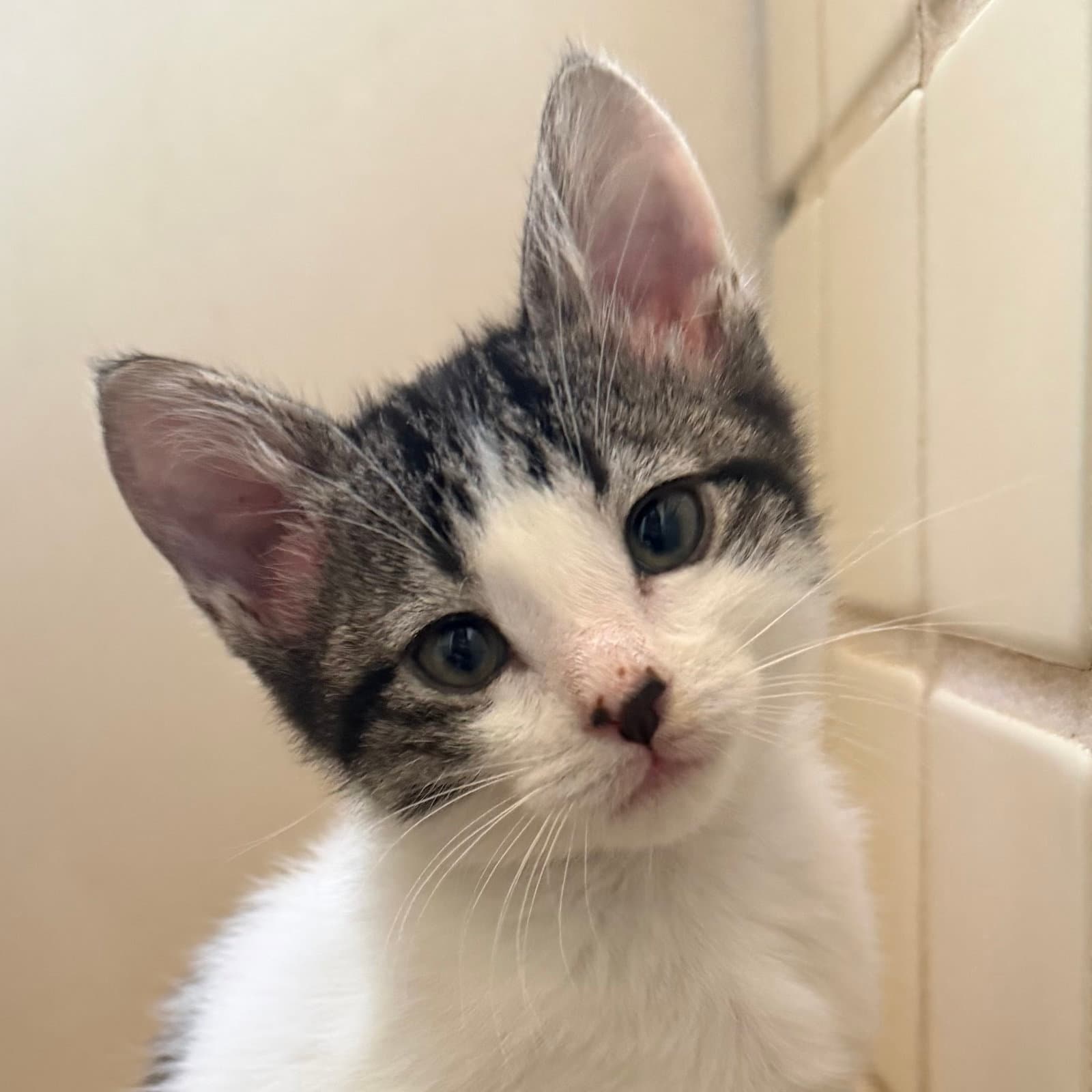 Figaro And Mr Ziggy - Domestic Short Hair