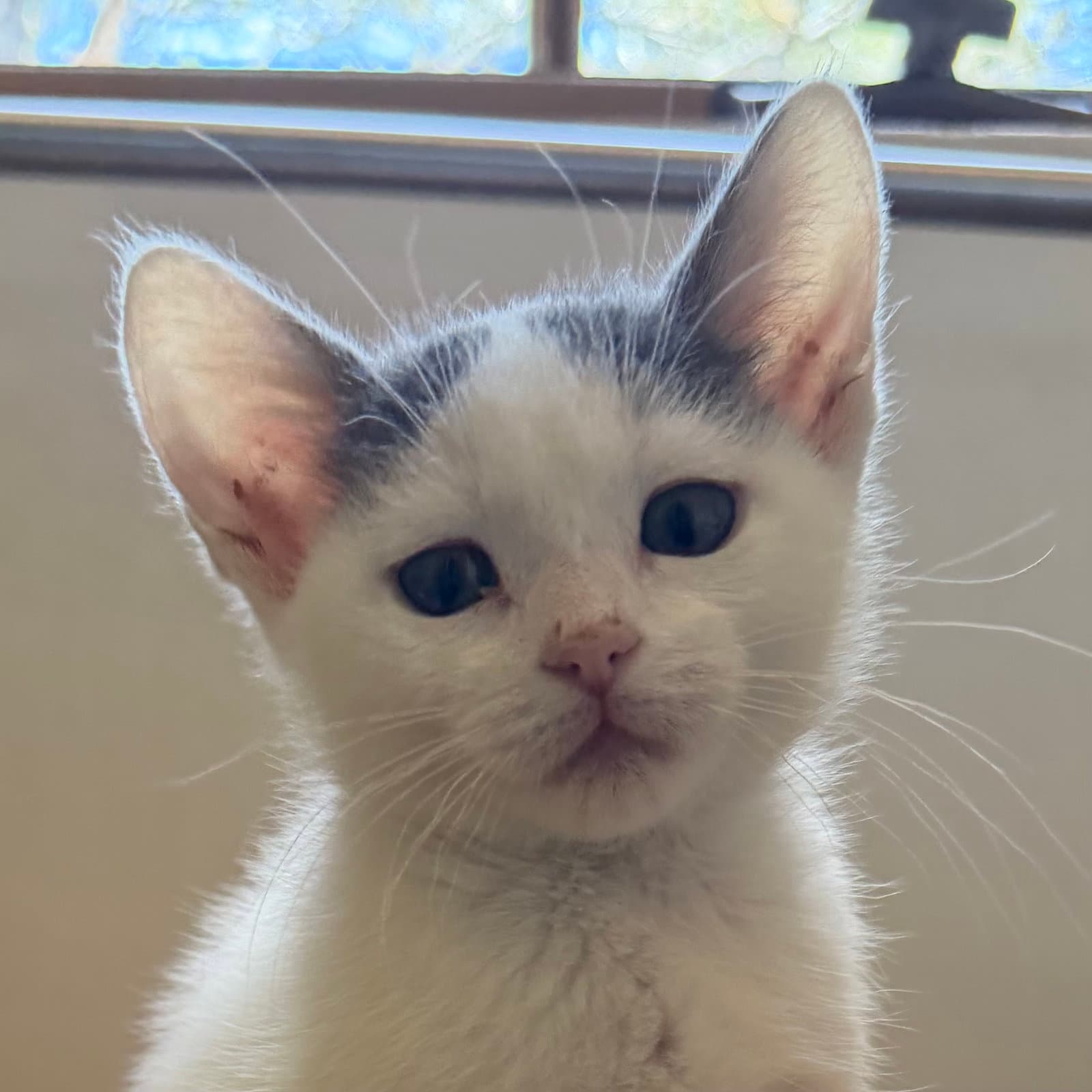 Tosca - Domestic Short Hair