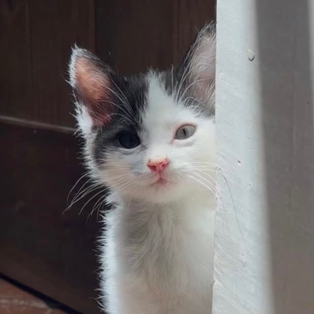 Boheme - Domestic Short Hair