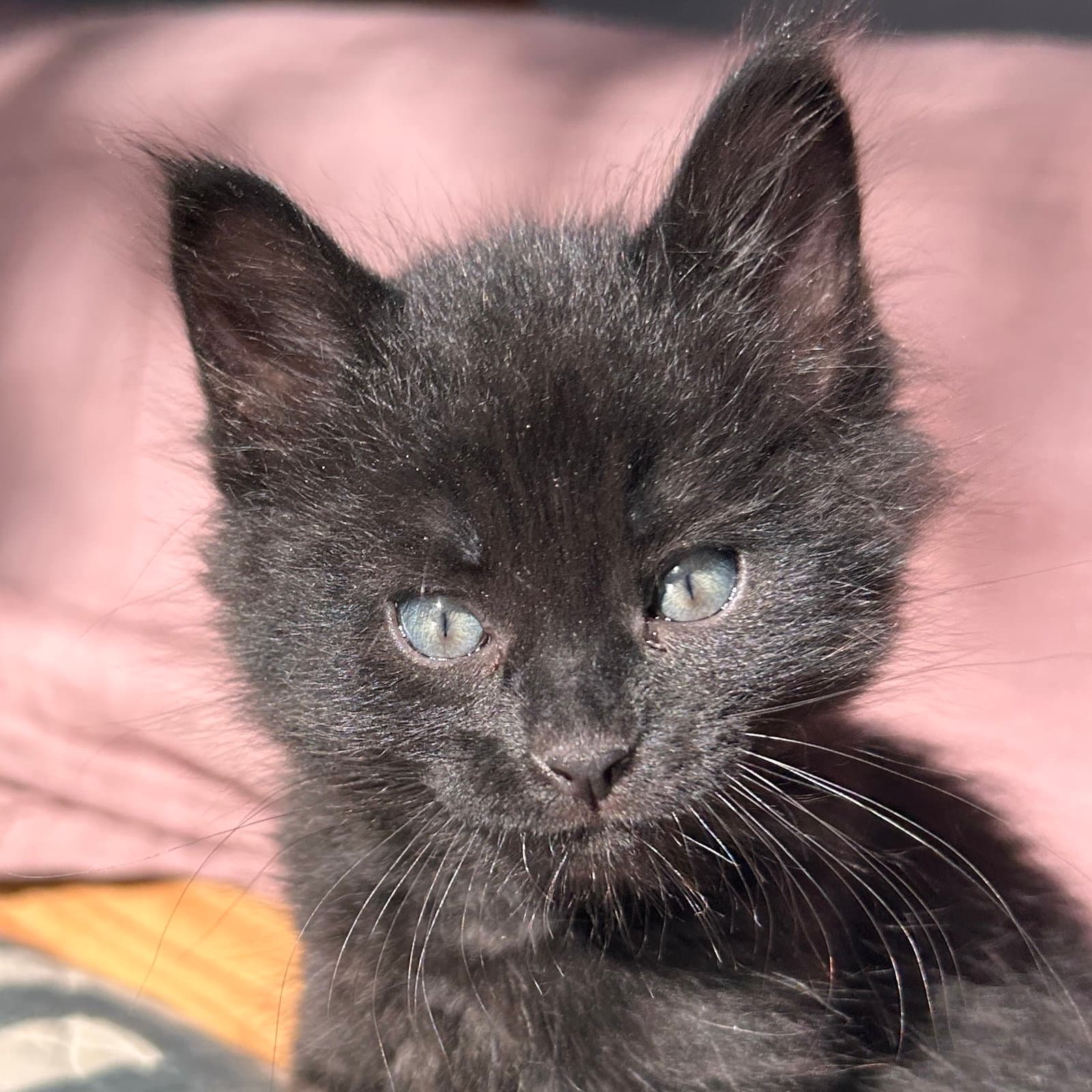 Velma - Domestic Medium Hair