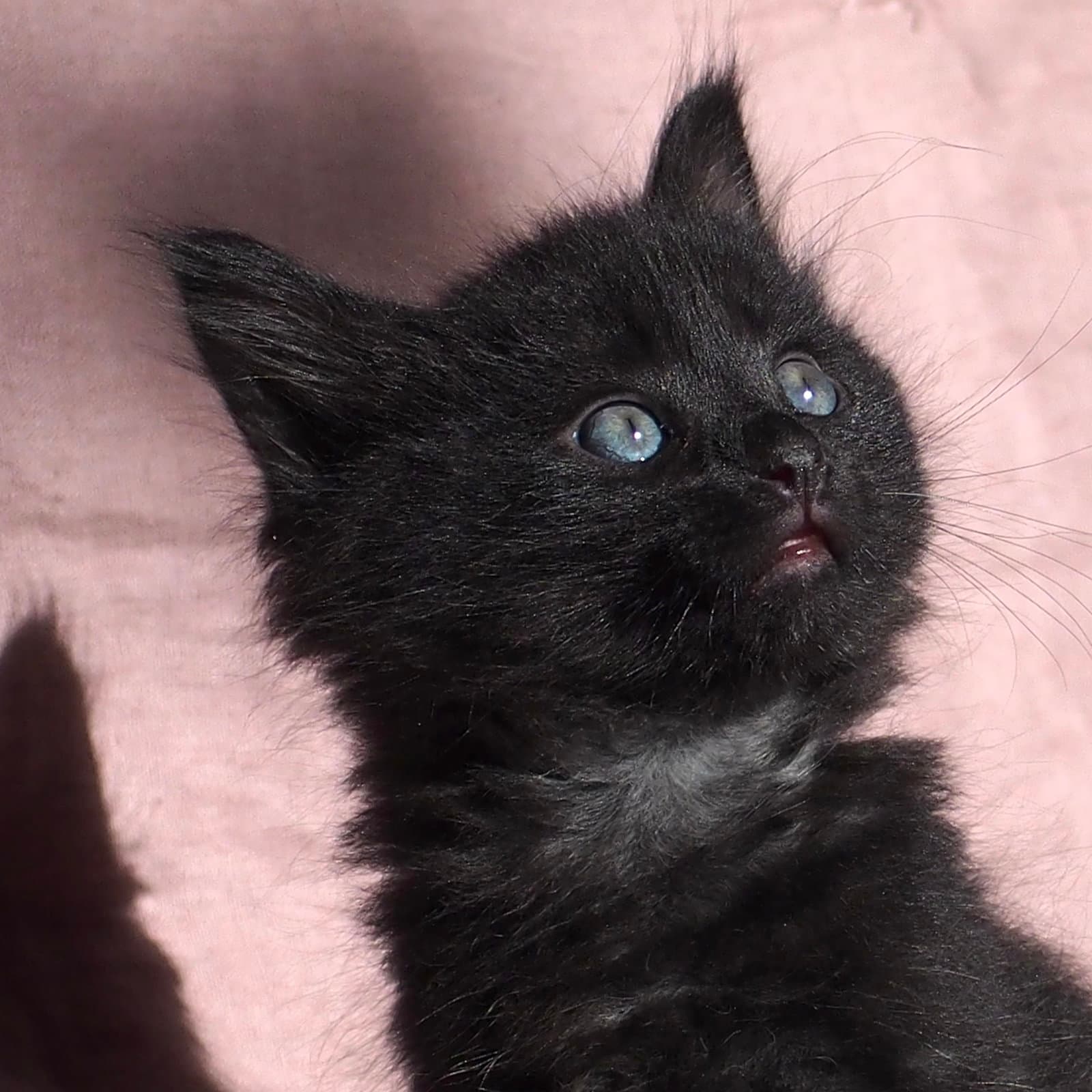 Norville - Domestic Medium Hair