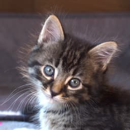 Fred image 3