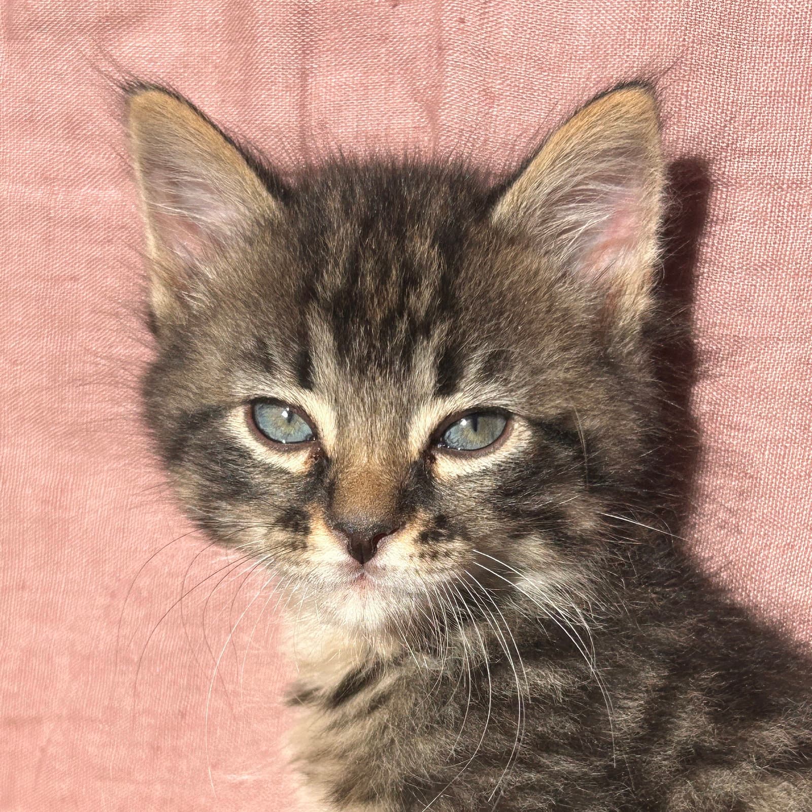 Fred - Domestic Medium Hair
