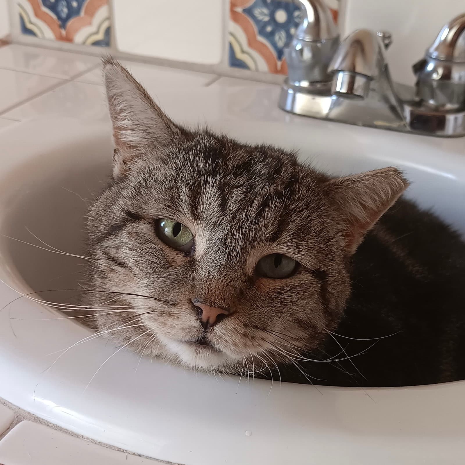 Asa - Domestic Short Hair